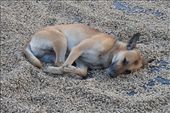 Interesting flavour? Dog sleeping comfortably on coffee beans, Jaen: by flyingpiglet, Views[566]