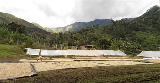 Coffee drying at Cenfrocafe's processing plant, Tabaconas