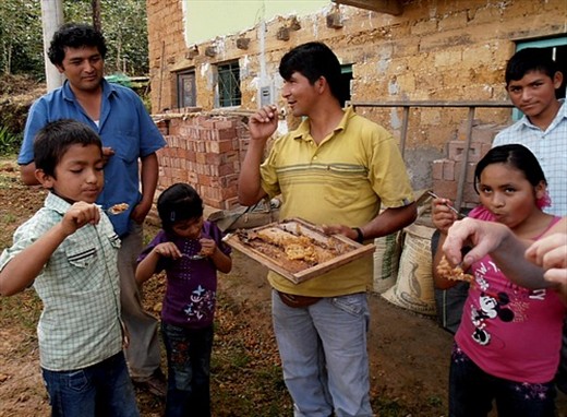 Honey, a sideline for coffee farmers at Las Pirias