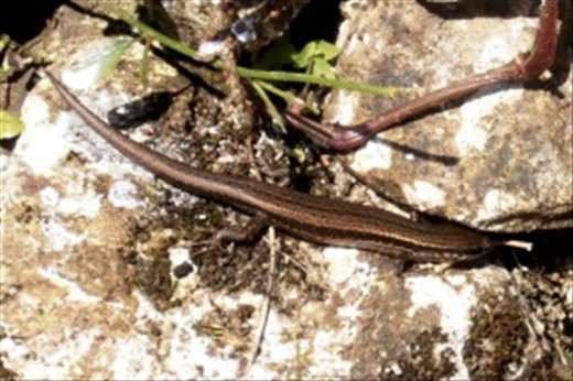 lizard living among the mani stones