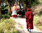 Road block! Cows on the kora. Fortunately they are very tame.: by flyingpiglet, Views[594]