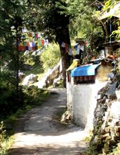 The kora path winds around the Dalai Lama's monastery through deodars and  oak t: by flyingpiglet, Views[576]