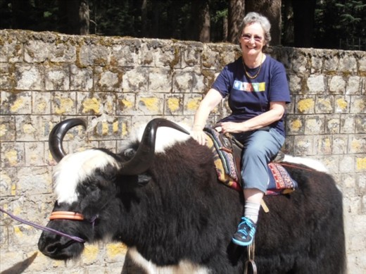 I'm sitting on a yak! Very happy.