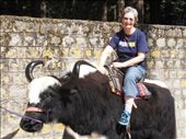 I'm sitting on a yak! Very happy.: by flyingpiglet, Views[719]