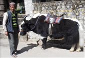Well groomed yak and his handler, near Old Manali: by flyingpiglet, Views[800]