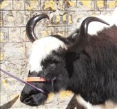 Handsome yak head: by flyingpiglet, Views[847]