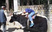 Hugging the yak. It took it very calmly.: by flyingpiglet, Views[1036]