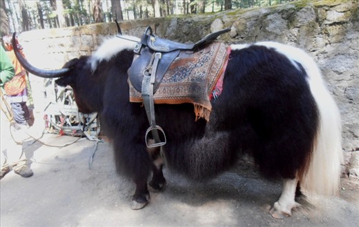 Another yak. This one had long belly hair and an exceptionally fine tail.