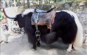 Another yak. This one had long belly hair and an exceptionally fine tail.: by flyingpiglet, Views[2653]