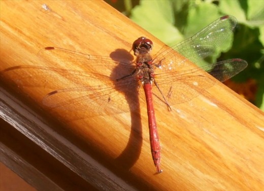 Dragonfly, Dragon Guest House garden