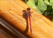 Dragonfly, Dragon Guest House garden: by flyingpiglet, Views[683]