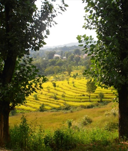Wonderful colours in the fields, en route to Rewalsar