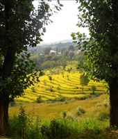 Wonderful colours in the fields, en route to Rewalsar: by flyingpiglet, Views[400]