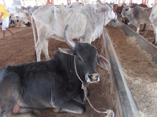 A patient which has had a horn removed