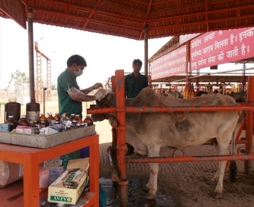 Vets treating a cow.
