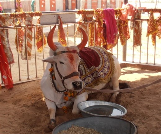 The first patient. Now a revered animal with a very smug expression.