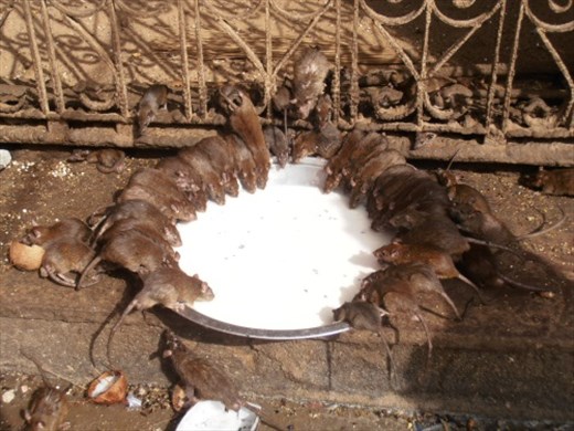 Rats enjoying life at the Karna Mati rat temple