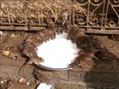Rats enjoying life at the Karna Mati rat temple: by flyingpiglet, Views[987]