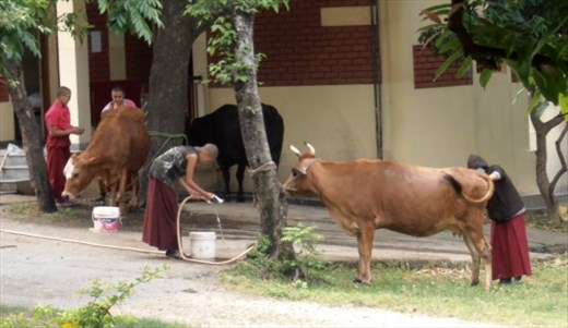 Washing the cows.