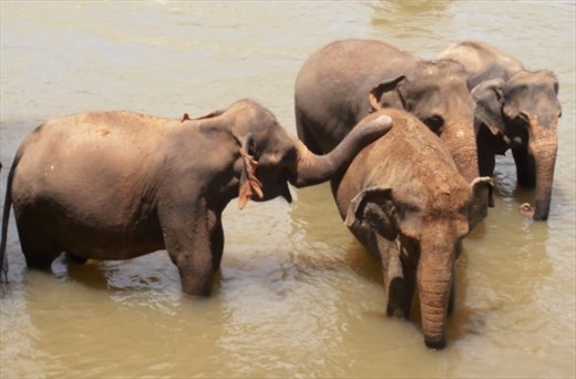 Tonnes of water fun at Pinnawala Elephant Orphanage