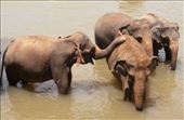 Tonnes of water fun at Pinnawala Elephant Orphanage: by flyingpiglet, Views[573]