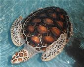 At Our Turtle Sanctuary, Mount Lavinia, near Colombo: by flyingpiglet, Views[689]