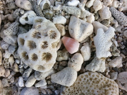 Coral covered beach at Avatele.