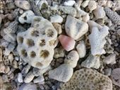 Coral covered beach at Avatele.: by flyingpiglet, Views[314]