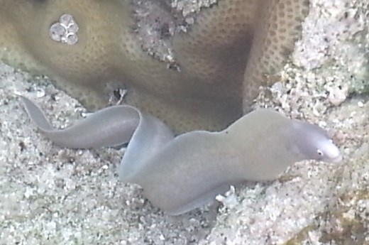 Baby moray eel in a rock pool on the reef below Matavai Resort. 