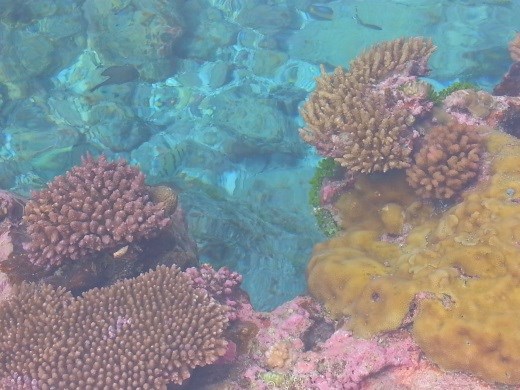 Beautiful clear, clean water, corals and colourful fish.