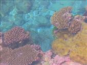 Beautiful clear, clean water, corals and colourful fish.: by flyingpiglet, Views[317]