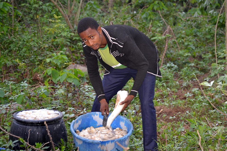 PEALING AND FERMENTATION