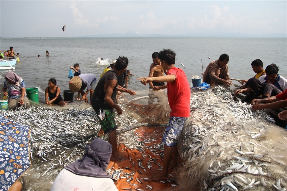 GETTING THE FISH. Fishermen work hand in hand to get stucked sardines from their net filled with fish.