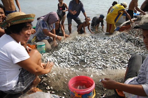 WOMEN AT WORK. These women are happily sorting and getting the sardines that will be sold later in the market.