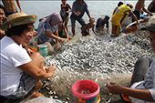 WOMEN AT WORK. These women are happily sorting and getting the sardines that will be sold later in the market.: by foodforthoughts, Views[451]