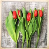 by foozdarije, Views[255]