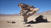 Even nature isn’t really natural: a tree made of rock.: by francescagaia, Views[481]
