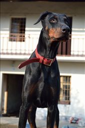 My dog ​​outside the house , standing on a mountain of earth.
Nikon D3100 VR 18.55mm
1/125sec.-f/5,6 ISO 100: by francesco, Views[157]