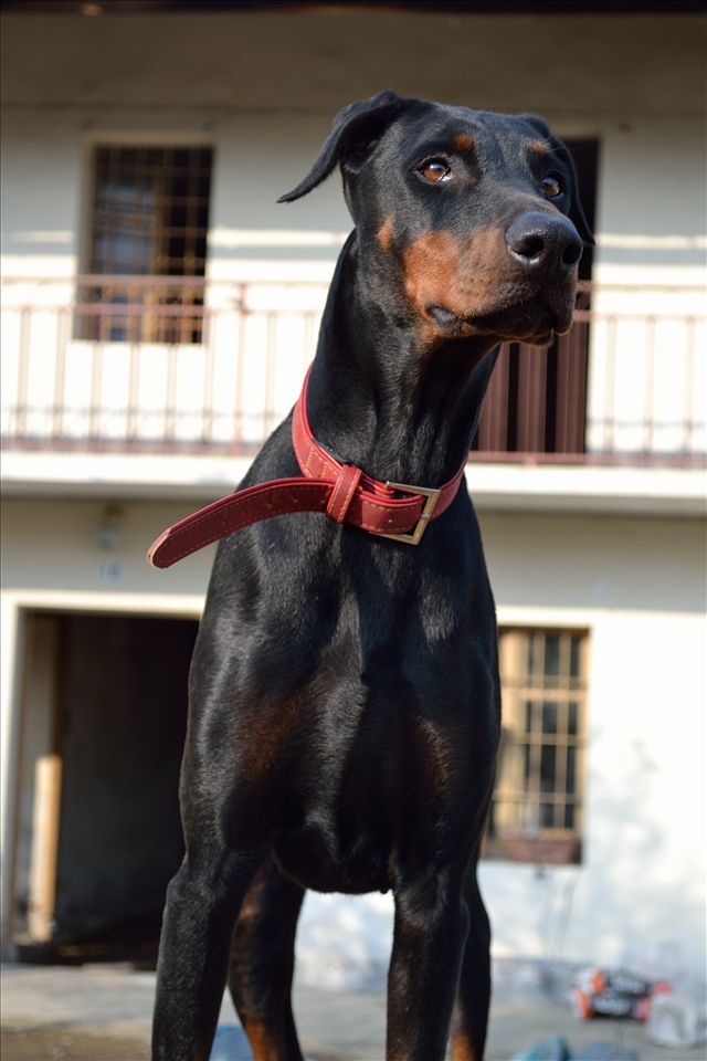 My dog ​​outside the house , standing on a mountain of earth. Nikon D3100 VR 18.