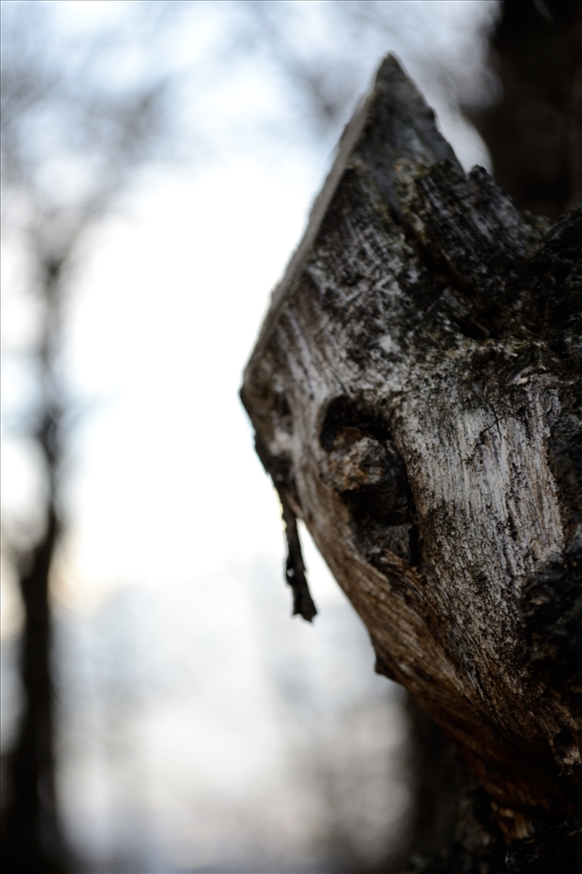 Detail of a tree trunk oldest township. Nikon D3100 VR 18/55mm 1/80sec.-f/6,3 IS