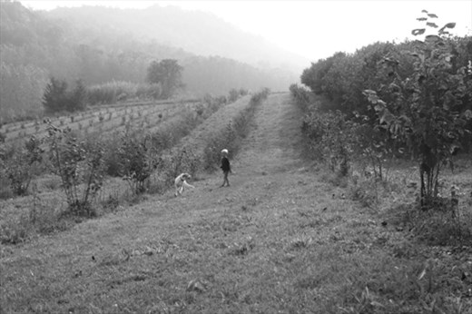 A CHILD PLAYS WITH HIS DOG IN FAMILY'S HAZELNUT ORCHARD IN MONCESTINO (ALESSANDRIA PROVINCE). THE VILLAGE IS LOCATED ON PO WEST BANK, NEARBY THE NORTHERN LIMITI OF MONFERRATO. HAZELNUTS AND OTHER LOCAL PRODUCTS ARE DIRECTLY SELLED BY FARMERS AT 