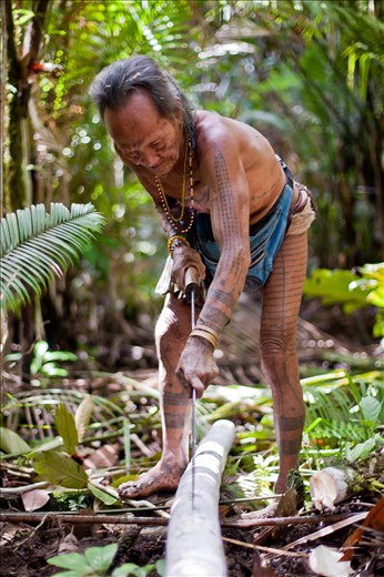Kuki, a Mentawaian medicine-man, prepares to strip the bark from a tree to make a loincloth garment. The tattoos embellishing Kuki’s body represent another tree; the Sago palm. Known to the Mentawai as the “tree of life” the palm provides the Mentawai with their primary source of carbohydrates. The horizontal stripes on Kuki’s legs represent the trunk of the palm whereas the patterns on his arms represent the palms spiky branches. 