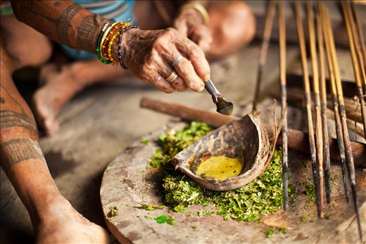 The Mentawai are highly knowledgeable of the virtues pertaining to all plants that exist in their jungle environment. Here, Kuki coats his arrowheads with a poison extracted from the leaves of a particular shrub. However, a hunt is not planned for today; the Mentawai rarely kill, particularly when there is foodstuffs are available. Nonetheless the survival as a hunter-gather community requires foresight and preparation, and it is best practice to keep bow and arrows at the ready just in case they are needed. 