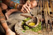 The Mentawai are highly knowledgeable of the virtues pertaining to all plants that exist in their jungle environment. Here, Kuki coats his arrowheads with a poison extracted from the leaves of a particular shrub. However, a hunt is not planned for today; the Mentawai rarely kill, particularly when there is foodstuffs are available. Nonetheless the survival as a hunter-gather community requires foresight and preparation, and it is best practice to keep bow and arrows at the ready just in case they are needed. : by francoo, Views[2226]