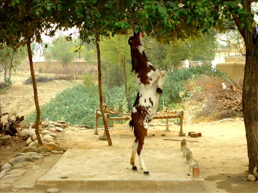 Nature reaching the nature...