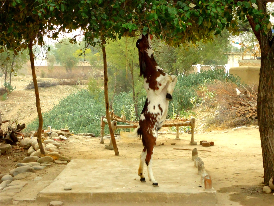 Nature reaching the nature...