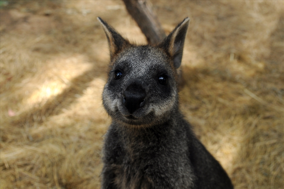Volunteering At Wildlife Shelter