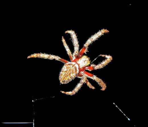 Crazy Creature Of The Night