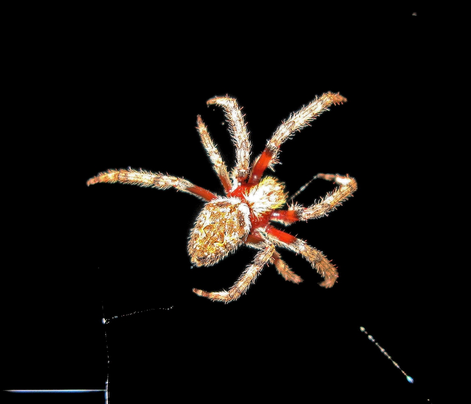 Crazy Creature Of The Night