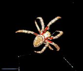 Crazy Creature Of The Night: by freefallfrog, Views[251]